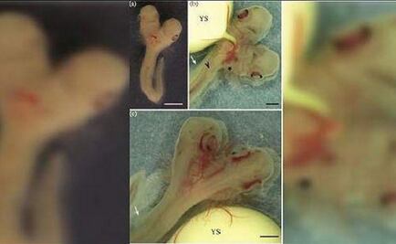 Descubren embrión de tiburón con dos cabezas 