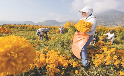Covid-19 amenaza tradición de la flor de Día de Muertos en Guerrero