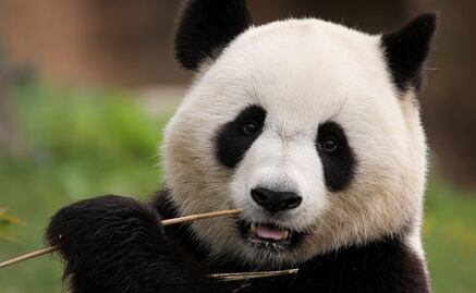 Celebra en Chapultepec el cumpleaños de la panda Xin Xin