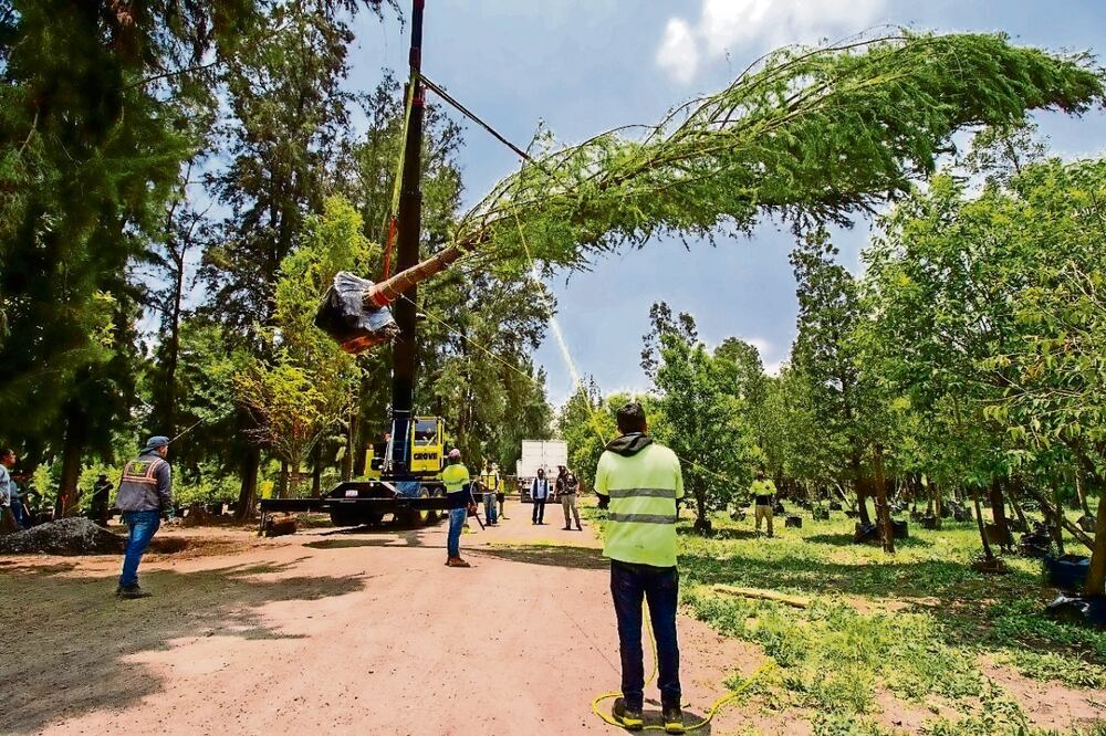 Uno de los predios que iban a donarse está en el vivero Nezahualcóyotl, en Xochimilco, donde se plantaron los dos ahuehuetes de Reforma. Foto: Archivo / El Universal