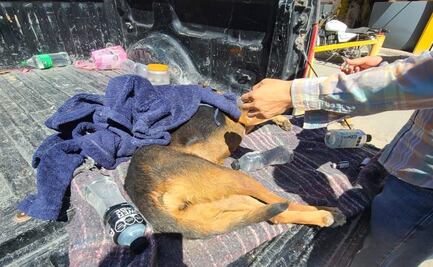 Denuncian presunto envenenamiento masivo de perros en Salinas de Hidalgo; Fiscalía de San Luis Potosí investiga el caso