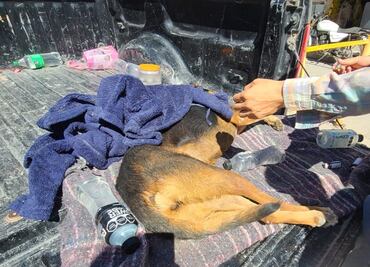 Denuncian presunto envenenamiento masivo de perros en Salinas de Hidalgo; Fiscalía de San Luis Potosí investiga el caso