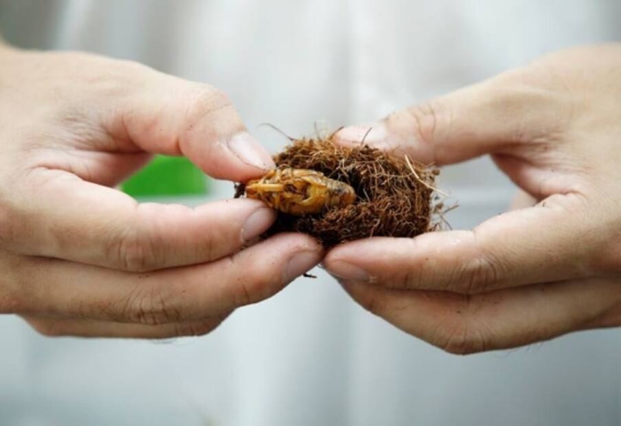 Insectos, la alternativa para dejar de comer proteína animal