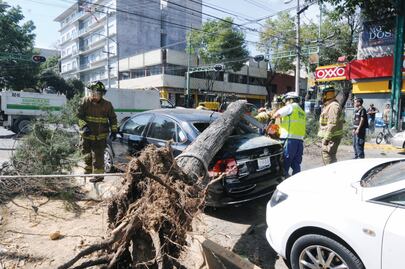 Fuertes vientos tiran 60 árboles y anuncios