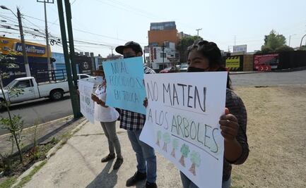 Denuncian tala de 275 árboles en Toluca para colocar captador de agua pluvial