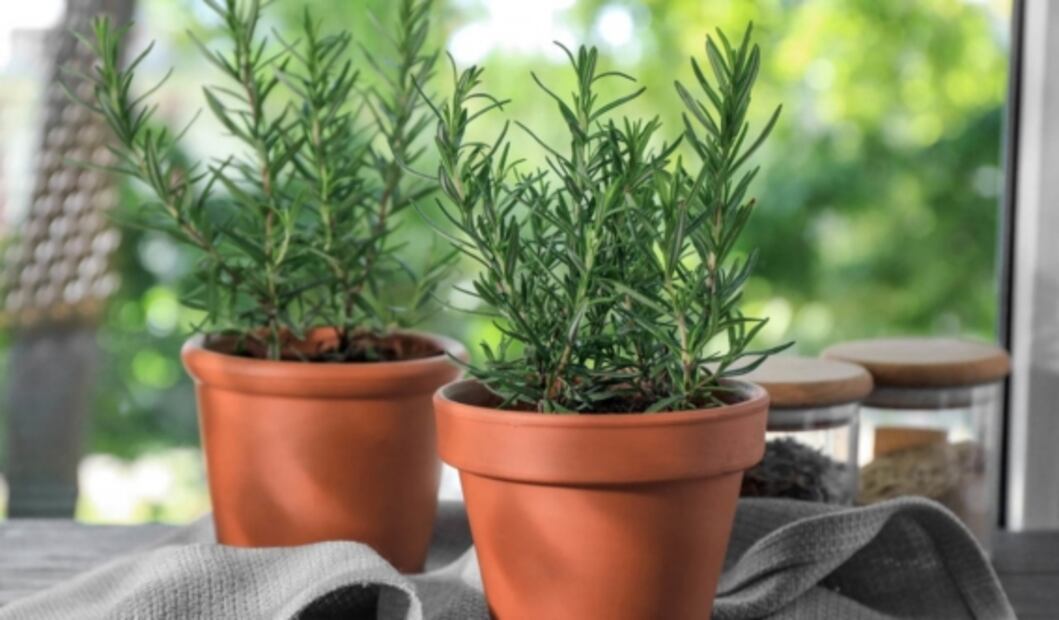 Abundancia en casa: Dónde colocar las plantas según el Feng Shui