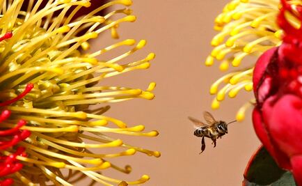 La aceleración del cambio climático aumenta la diversidad de plantas