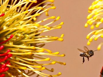 La aceleración del cambio climático aumenta la diversidad de plantas