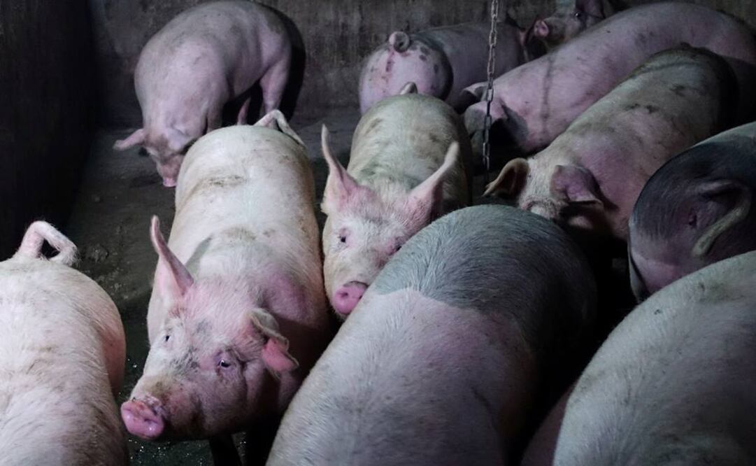 Se han detectado algunos casos de contagio de la gripe porcina en humanos