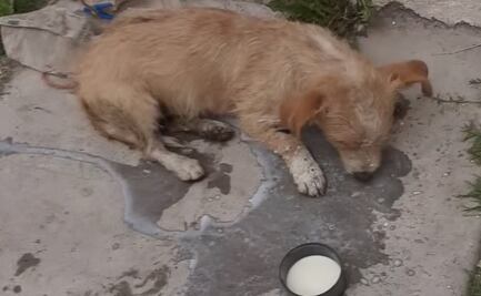 Reportan envenenamiento masivo de perros y gatos en San José Iturbide, Guanajuato; gobernadora exige justicia