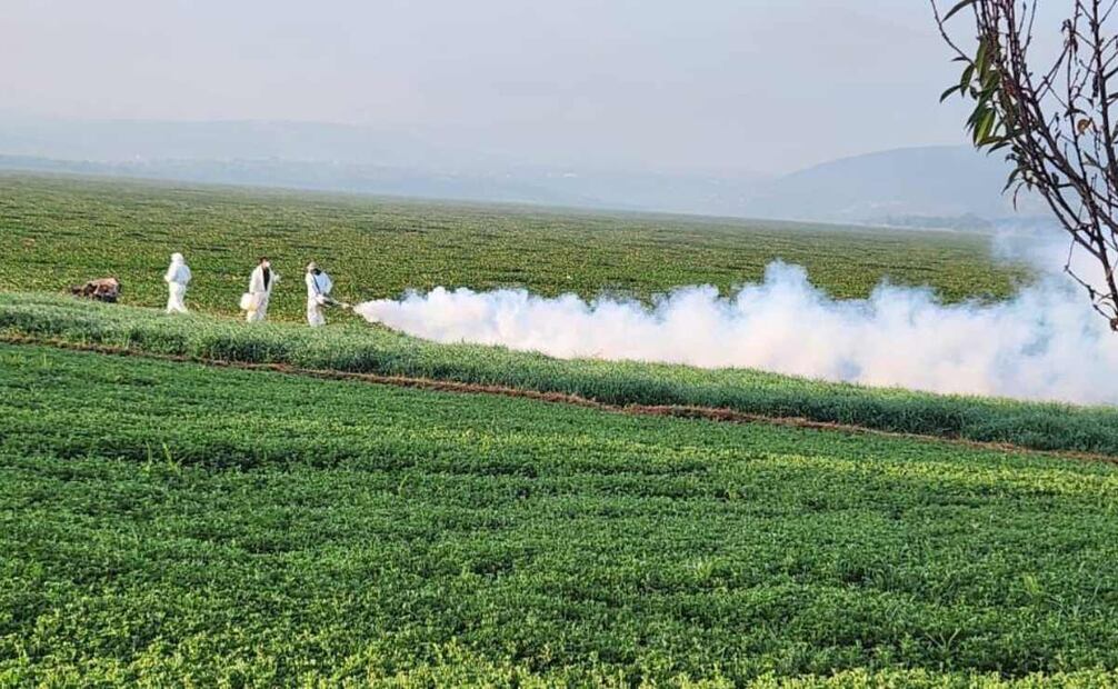 Se llevó a cabo la fumigación contra el mosquito mediante nebulizaciones térmicas (08/12/2024). Foto: Especial