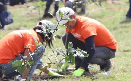 Sentencian a dos hombres a sembrar 3 mil árboles por ecocidio en Chiapas