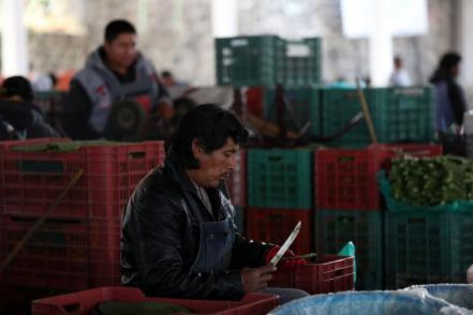 Frenan innovación de nopal
