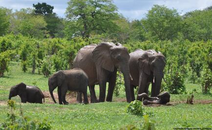 Van 90 elefantes asesinados por cazadores furtivos en Botsuana en tres meses