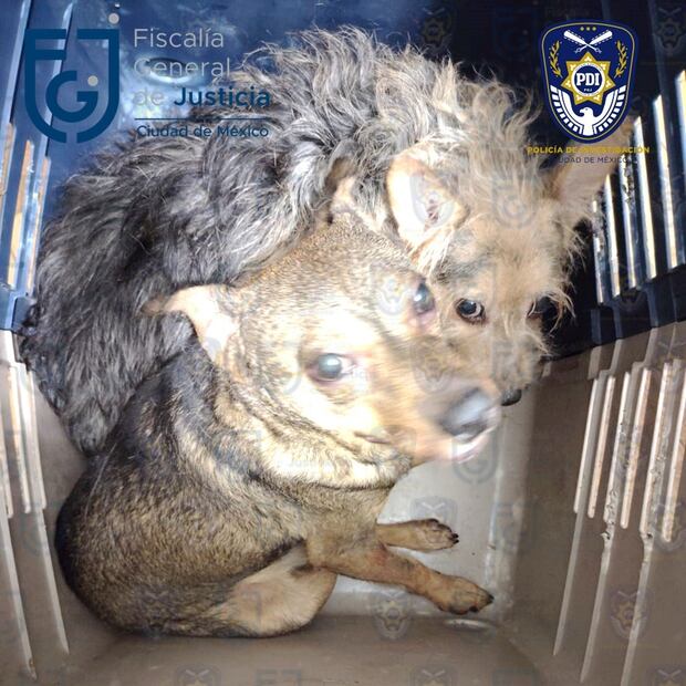 Elementos de la Fiscalía de CDMX rescató a ocho animalitos que se encontraban en estado de maltrato en un domicilio de la colonia Morelos. (Foto: especial)