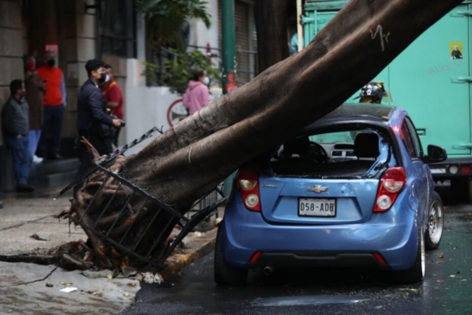 Árbol de 25 metros cae sobre auto en la colonia Tabacalera 