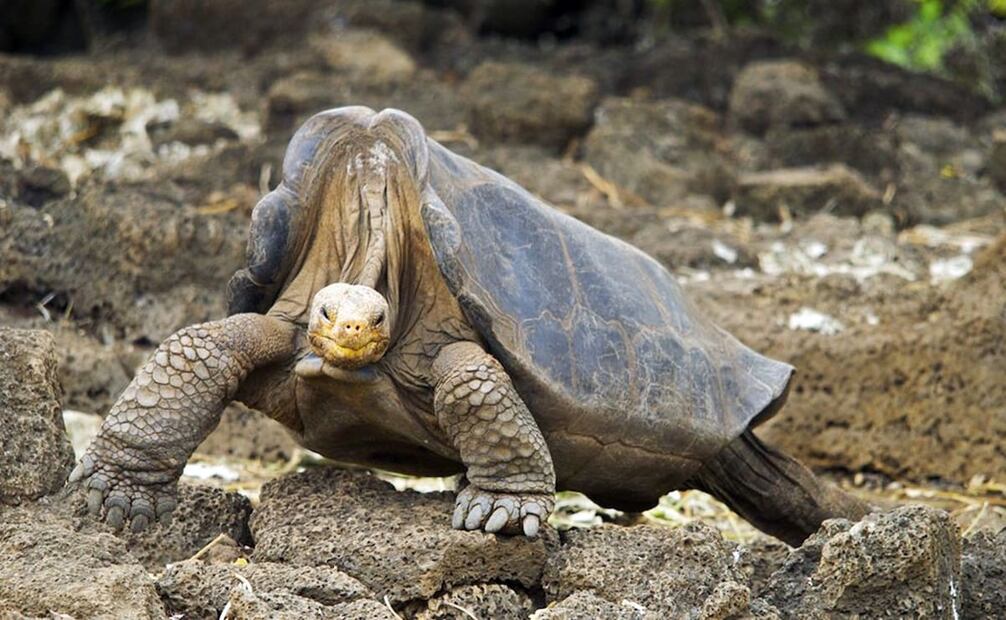 En 1906, exploradores de la Academia de Ciencias de California, irónicamente, capturaron y mataron, con el fin de preservarlos en arsénico, a los últimos tres machos documentados de la tortuga gigante de la Isla Pinta. El acto provoca un álgido debate de bioética, pues esos especímenes permitieron identificar otras especies de tortugas para repoblar las Galápagos. Foto: Arturo de Frías Marques/Wikimedia Commons.
