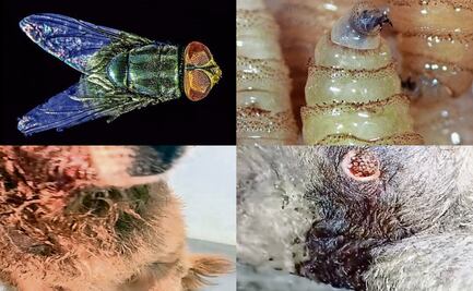 Gusano barrenador amenaza a especies; plaga daña a aguililla, perros y gatos