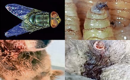 Gusano barrenador amenaza a especies; plaga daña a aguililla, perros y gatos