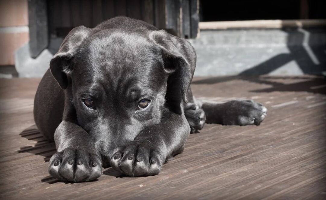 Foto: Archivo/EL UNIVERSAL
