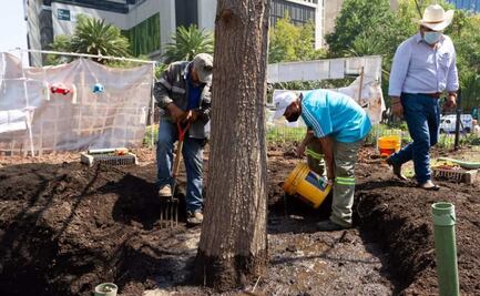 Aplican tratamiento al ahuehuete de Reforma para fortalecer raíces y promover su crecimiento 