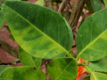 Científicos rusos prevén acelerar la crianza artificial de plantas