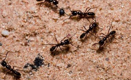 Las hormigas cultivaban plantas antes que los humanos