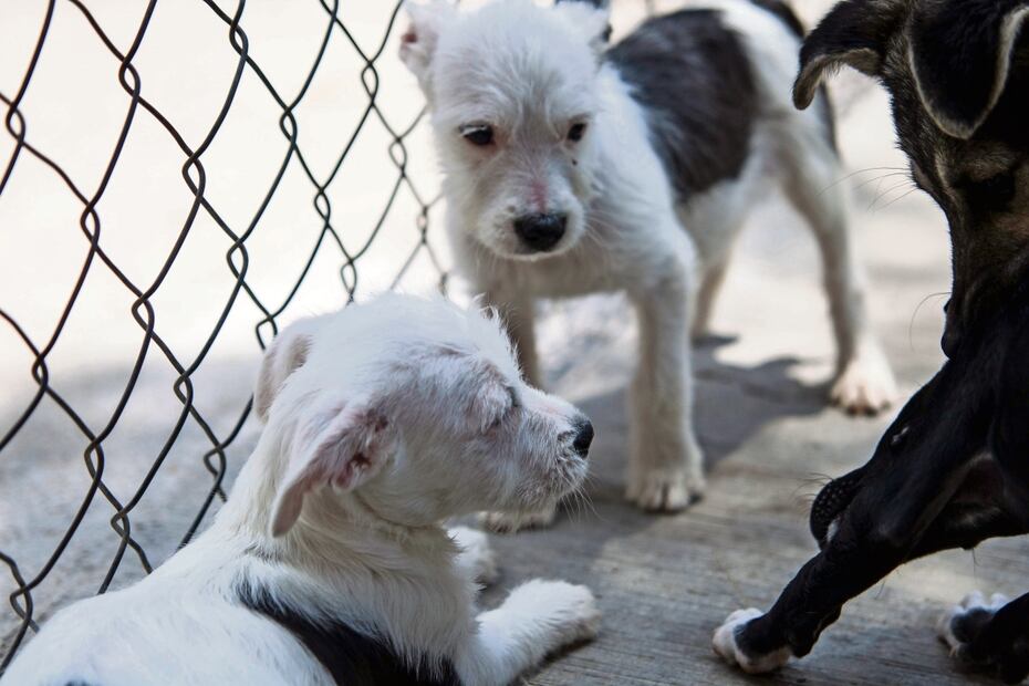 Llevan a juzgados seis casos de maltrato animal