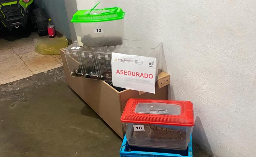Rescatan 55 reptiles y arácnidos exóticos, en riesgo, que estaban a la venta en una tienda de mascotas en Aguascalientes. Foto: Profepa
