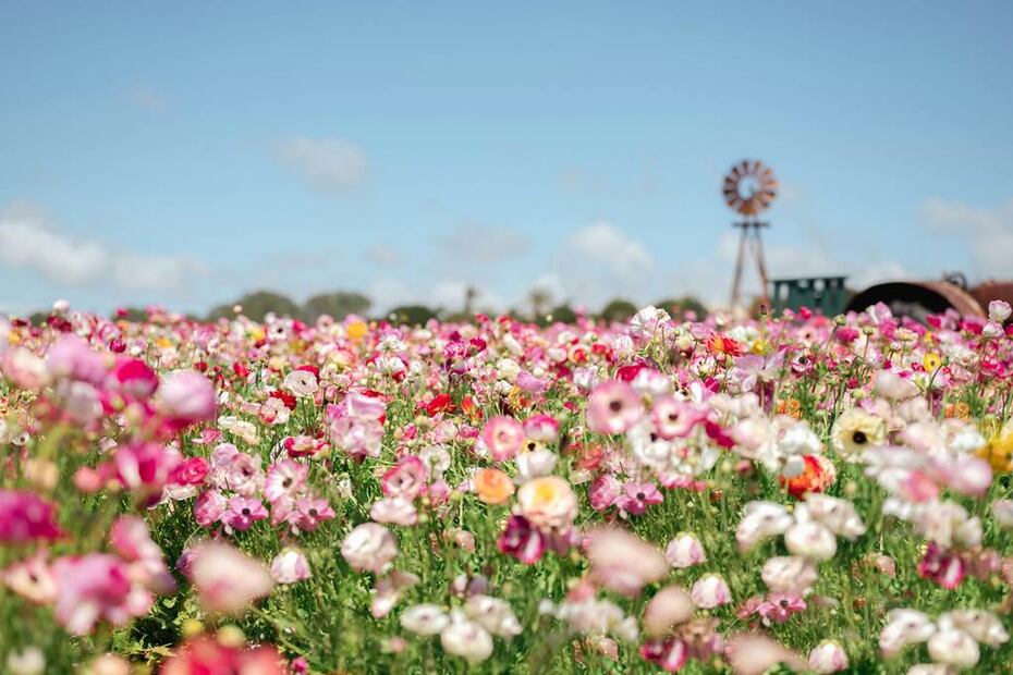 The Flower Fields en Carlsbad Ranch, un paisaje que parece ‘sacado’ de un sueño. Foto: Unsplash