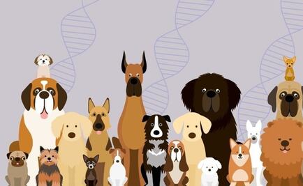Genéticamente por qué el perro es el mejor amigo del hombre