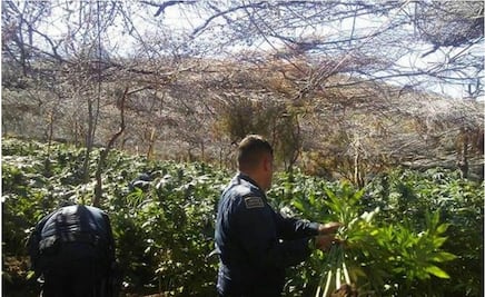 Half a million cannabis plants discovered in Ensenada