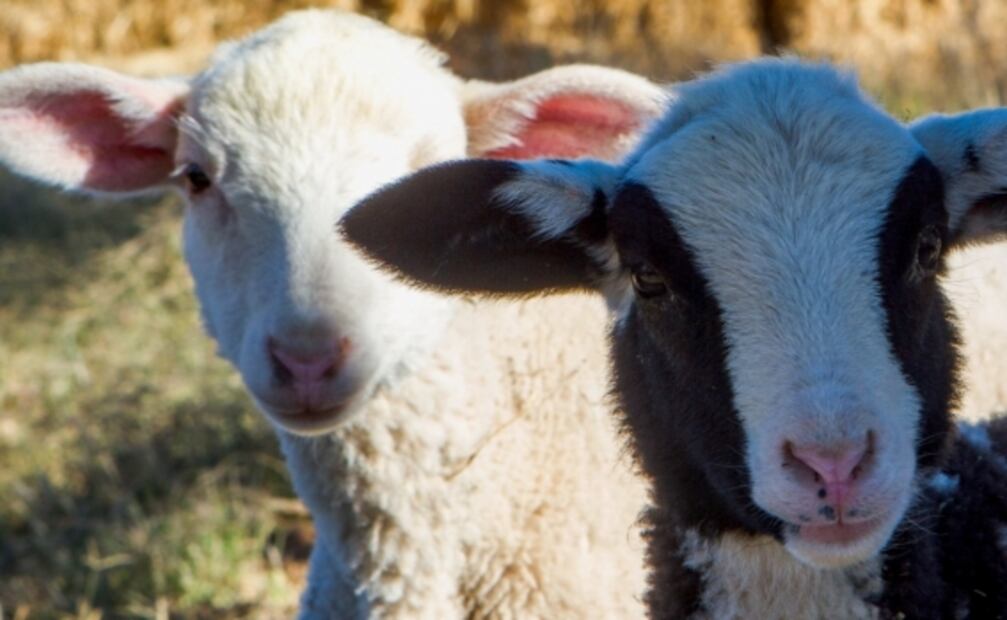 Ruta de haciendas y viñedos poco conocidos en Querétaro