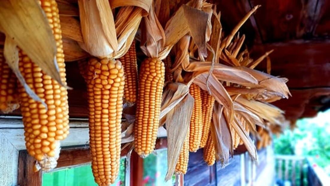 7 beneficios del elote