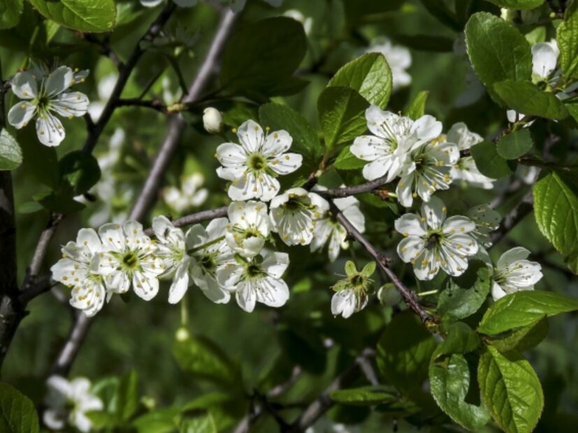 El fruto australiano que contiene hasta 100 veces más vitamina C que una naranja