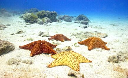 Ven a tocar el cielo