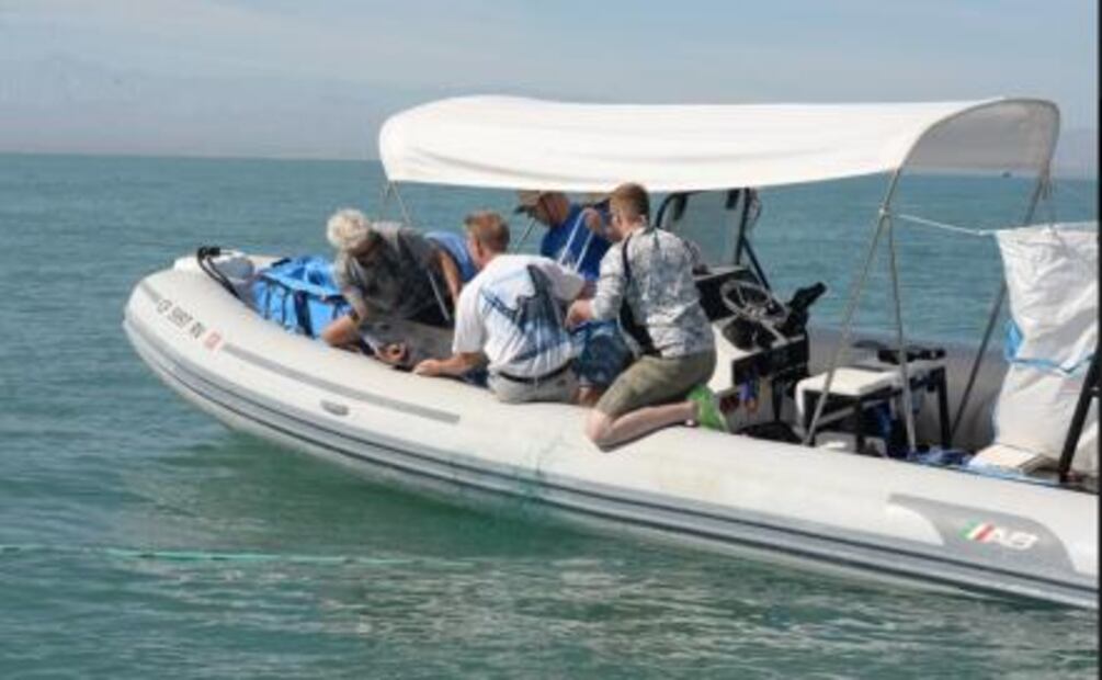 Hallan cría de vaquita marina