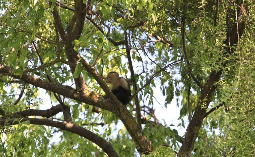 El primate, de la especie capuchino, estaba en la copa de un árbol (Foto: @delegacionMH)