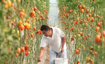 Mexico and the U.S. reach deal on tomato exports