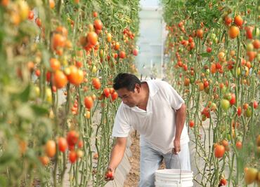 Mexico and the U.S. reach deal on tomato exports