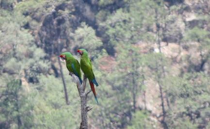 Registran avistamiento en Chihuahua de dos guacamayas verdes, ave en vías de extinción; Conanp llama a preservar su hábitat