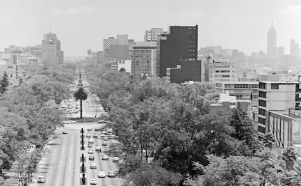 La Palma de Reforma: el adiós llega tras más de 100 años