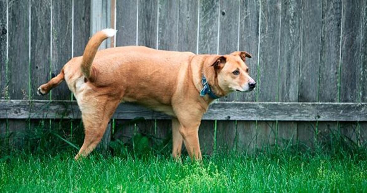 Cómo evitar que tu perro orine en lugares no deseados. Fuente: Freepik.