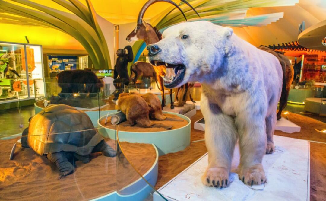 conoce las actividades gratuitas que habrán en el Museo de Historia Natural (14/07/2025). Foto: Sedema