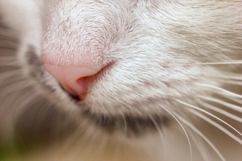 Prevención y tratamiento del acné felino. Fuente: Freepik.