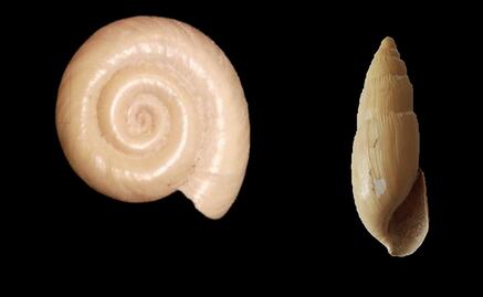 Mexican archeologists discover snails from the Pleistocene