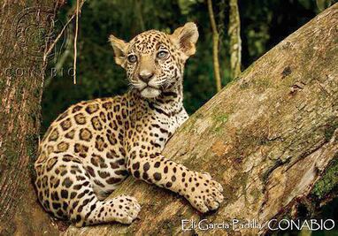 Jaguar, el gran felino emblemático de las culturas mesoamericanas