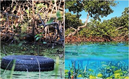 Mangroves, essential to fight climate change 