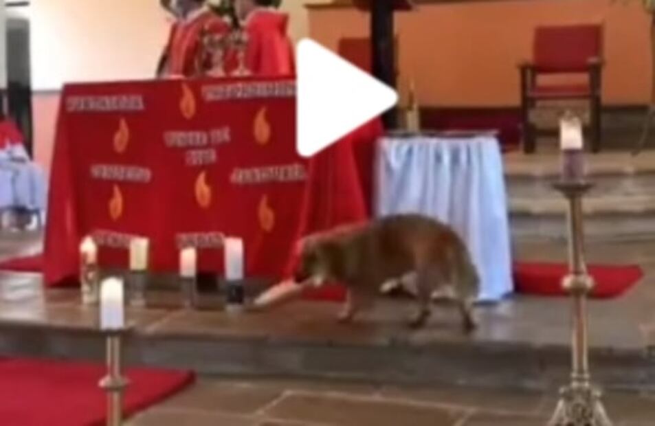 Firulais ya no va al cielo: video en Tik Tok del perrito que se roba pan durante misa