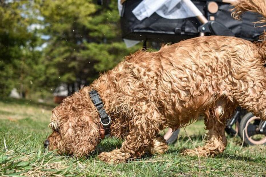 Pasear a tu perro evita que se estrese. Foto: Freepik